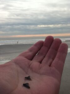 hunting sharks teeth on jacksonville beach florida