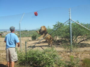 feeding the lions at an arizona animal park