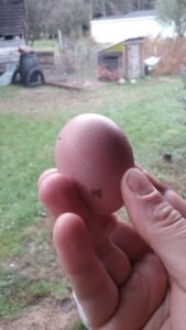 our first chicken egg