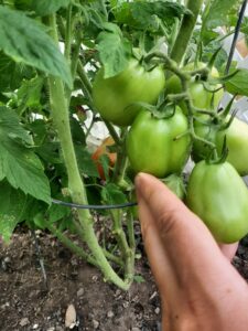 green garden tomatoes